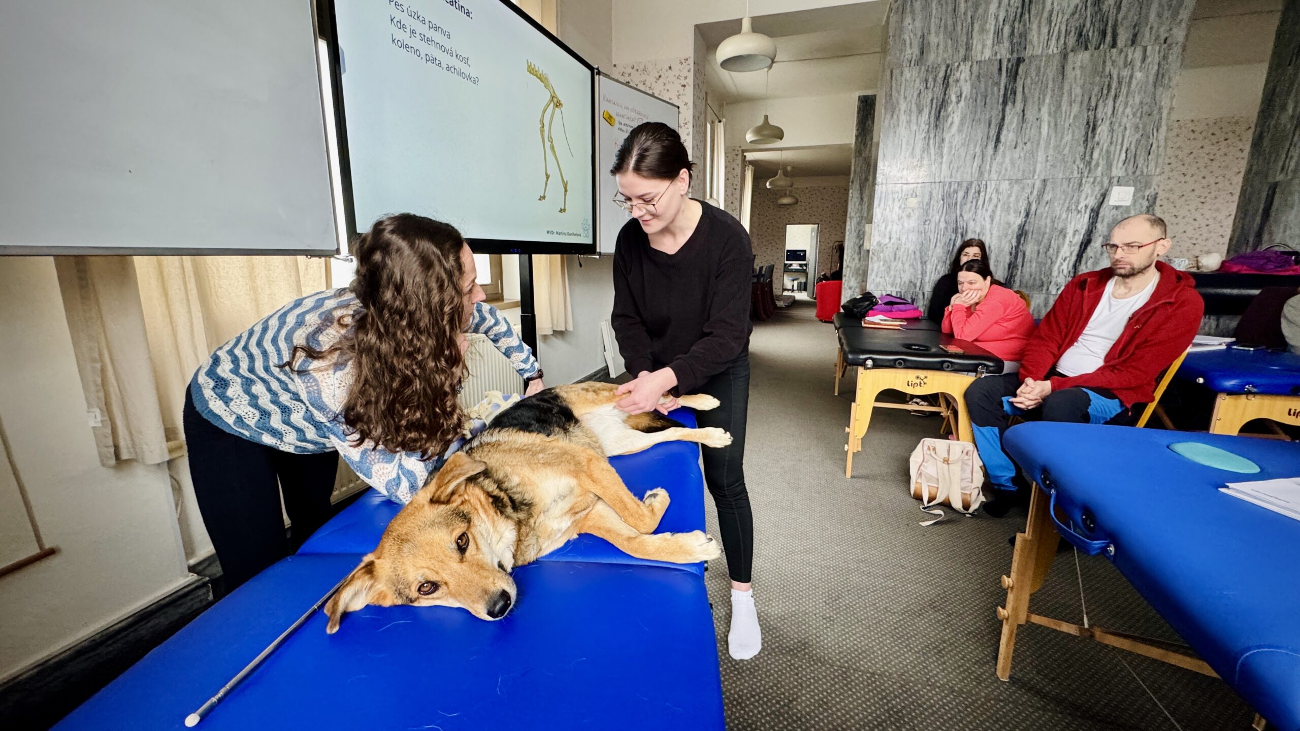 Fyzioterapia zvierat v Zamase 1