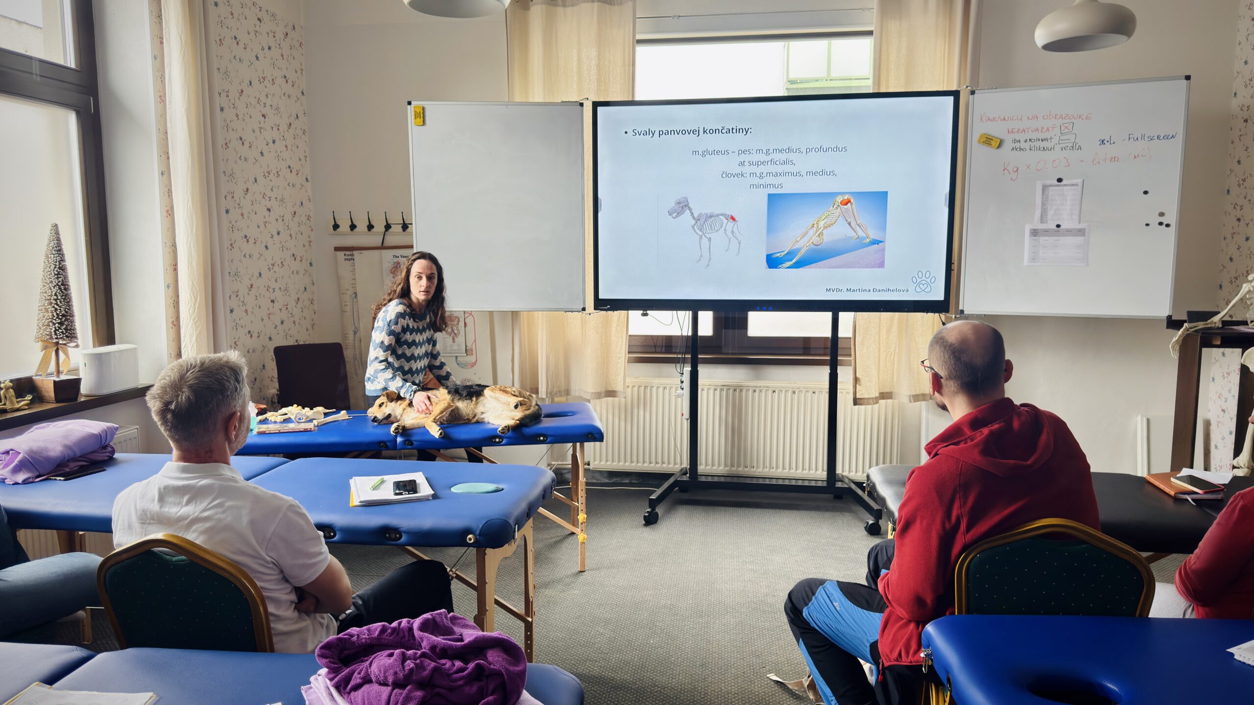 Fyzioterapia zvierat v Zamase 3